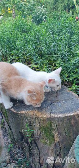 Котёнок вислоухий и обычный