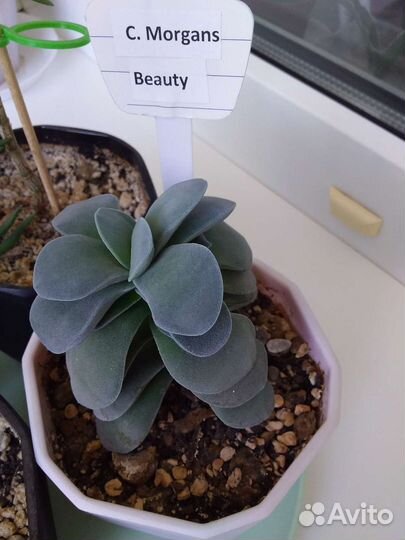 Суккулент Толстянка Крассула Crassula микс