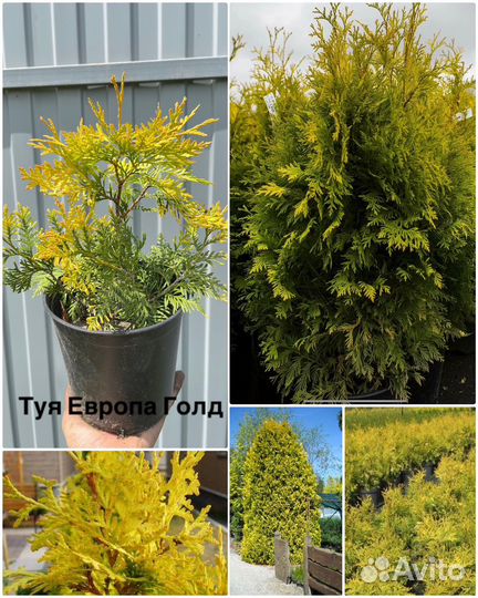 Хвойные растения