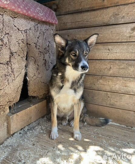 Грому нужен дом и помощь в выгуле