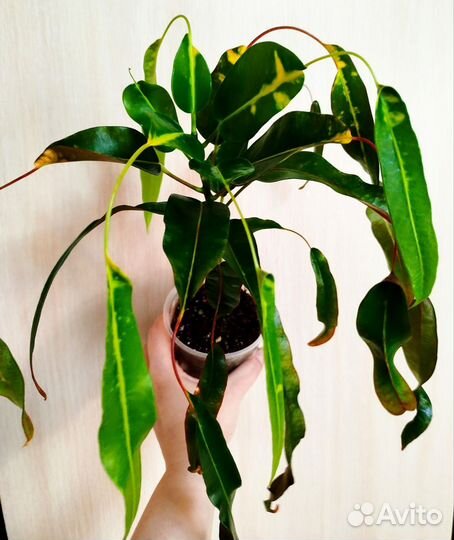 Кротон Tree namtok, Рыжик, Дейзи