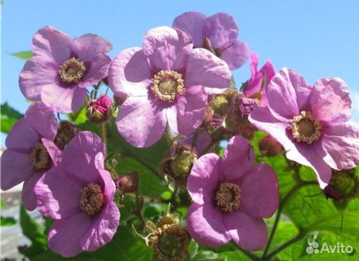 Малиноклен Калифорния. Декоративный долгоцветущий