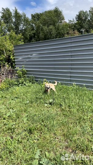 Кинолог, специалист по поведению собак