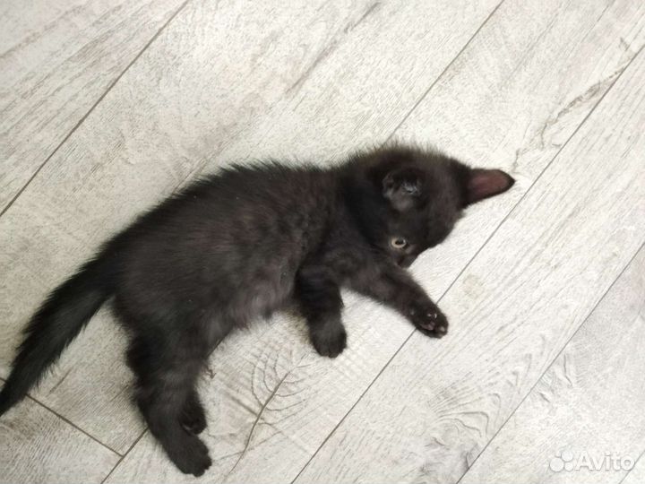 Котёнок от Британской кошки
