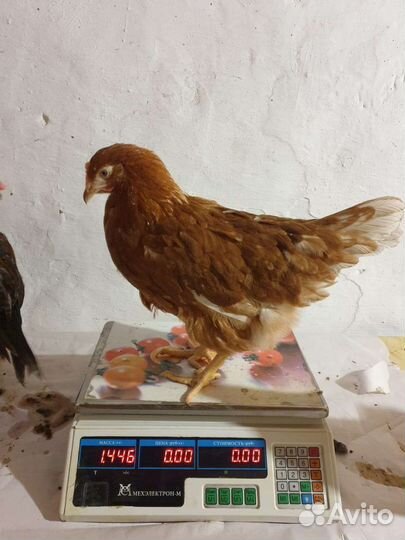 Гуси 40 дней