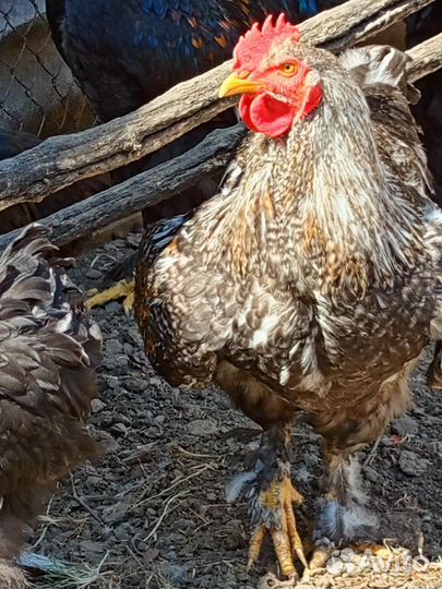 Петух брама