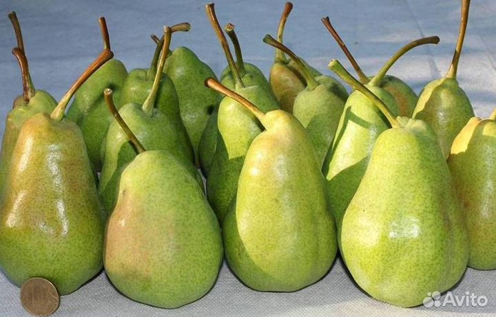Саженцы груши Русская красавица