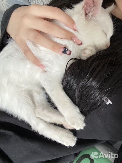 Котенок ищет дом