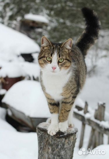 Стерилизованная кошка в частный дом