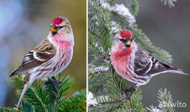 Авторские галереи - Фомин Николай Дмитриевич / Чечётка. / Графика Анималистика