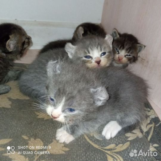 Канадский сфинкс эльф котенок