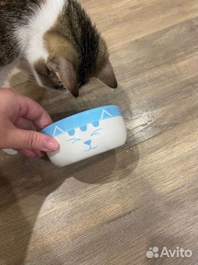 Миска для кошки
