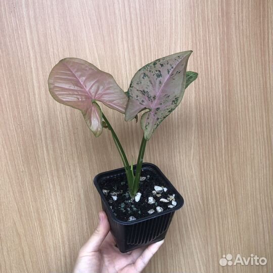 Сингониумы в ассортименте