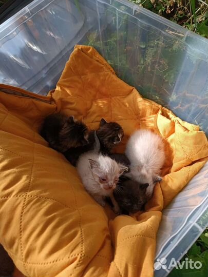 Котятки в добрые руки