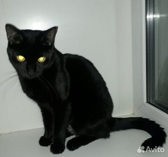 Енечка в поиске дома