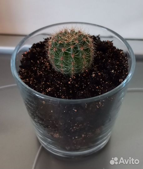 Кактусы и суккуленты