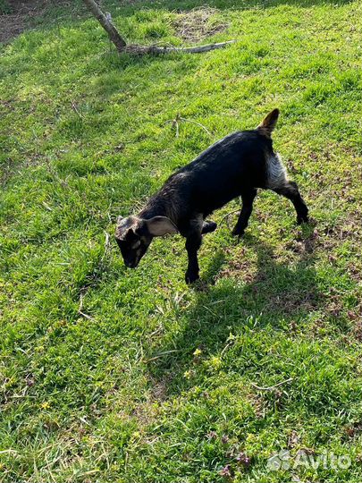 Англо нубийские козы