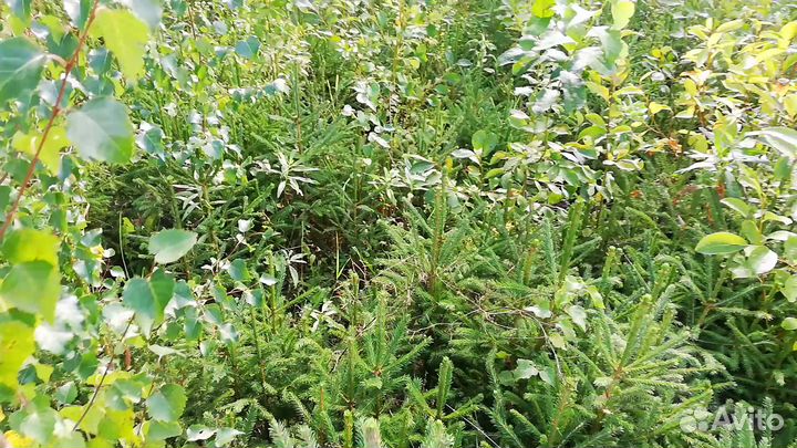 Саженцы ели, березы, сосны