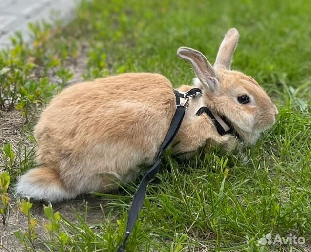 Кролик декоративный с клеткой,поилкой и кормом