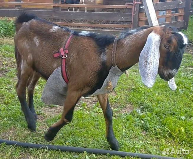 Англо-Нубийские козлята 100