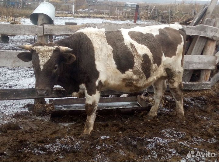 Быки на мясо