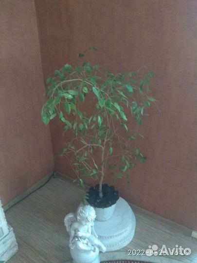 Фикус бенджамина