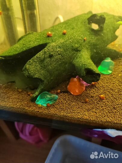 Улитки аквариумные бесплатно