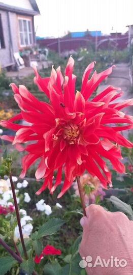 Георгины клубни