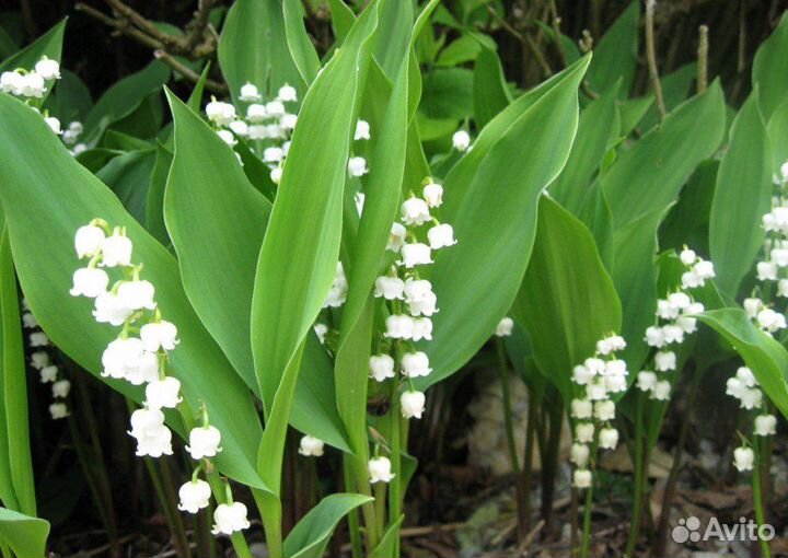 Ландыш (корневища)