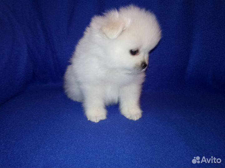 Померанский шпиц мини
