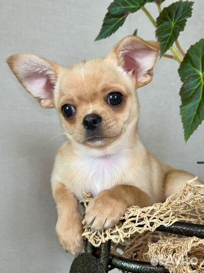 Чихуахуа