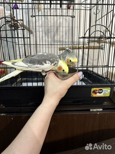 Попугай корелла птенец