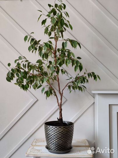 Фикус Бенджамина Кинки большой