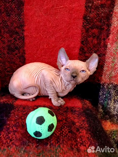 Котёнок Двельф Лонг голубые глаза Сфинкс