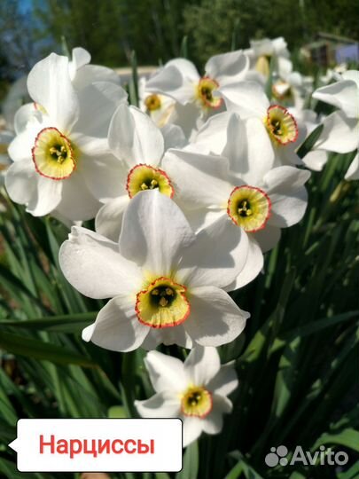 Многолетние цветы