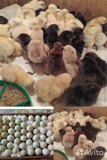Цыплята домашние микс с цветного яйца