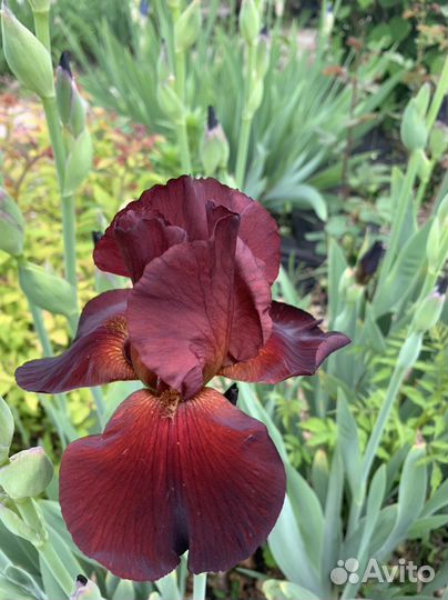 Ирис бородатый