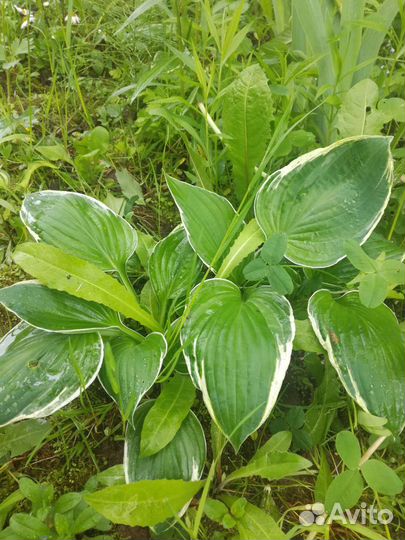 Саженцы хосты