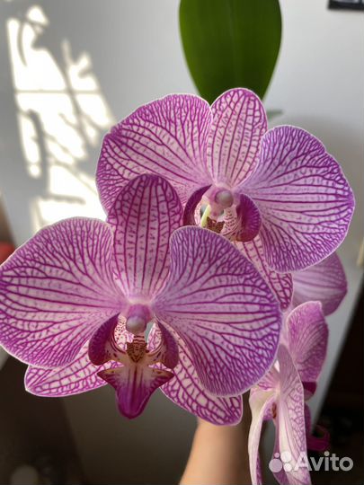 Орхидея фаленопсис