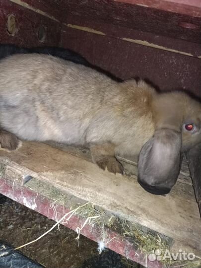 Продаю кроликов породы французский баран