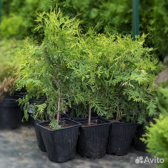 Саженцы: туя, сосна, кедр, можжевельник