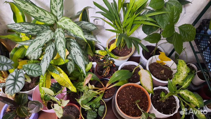 Растения домашние Не Голландия