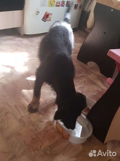 Малышка-чернышка