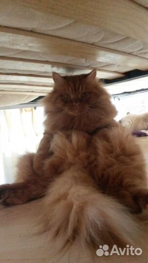 Котик Босс в поисках надежной семьи