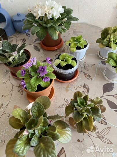 Фиалка махровая