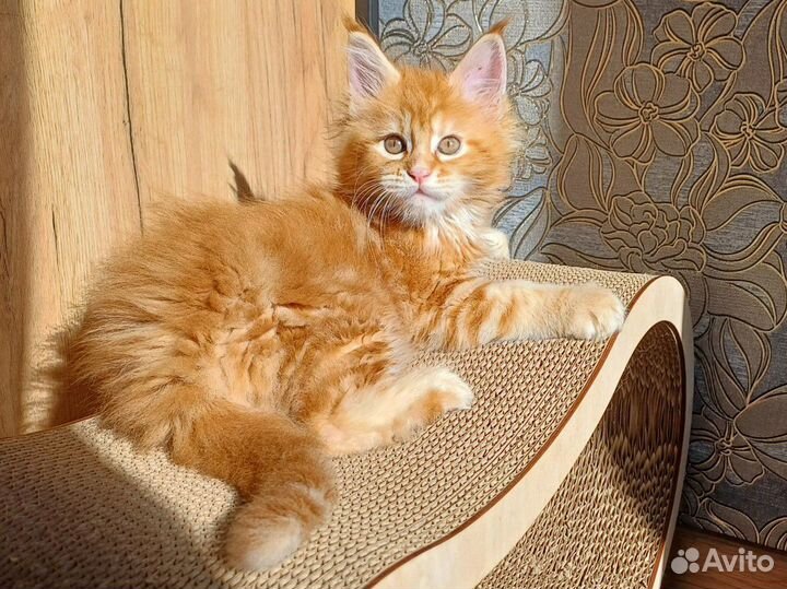 Котик Мейн-кун
