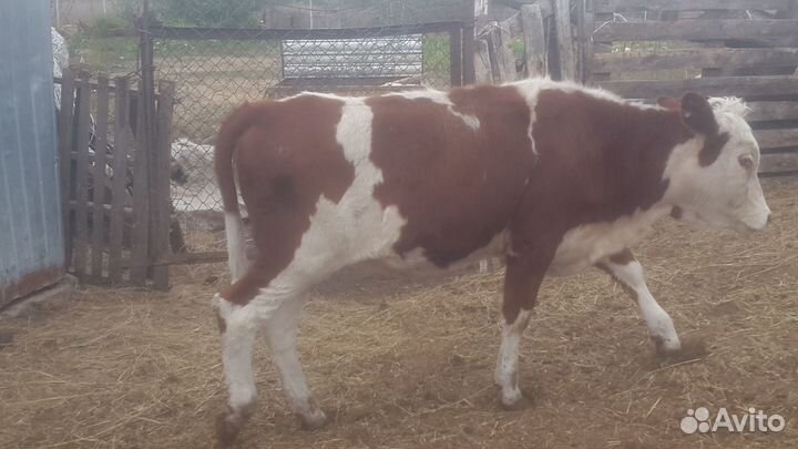 Быки,бычки,телки