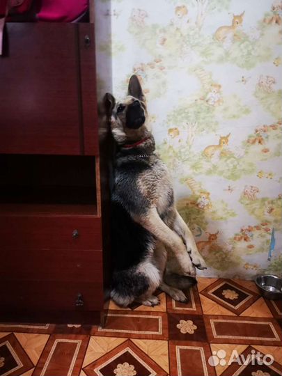 Передержка животных