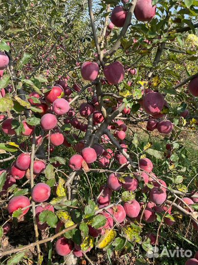 Яблоки флорина