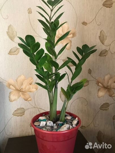 Замиокулькас